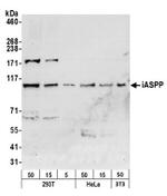 iASPP Antibody in Western Blot (WB)