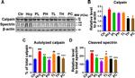 Mu-Calpain Antibody in Western Blot (WB)