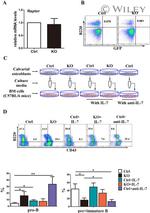 IL-7 Antibody in Neutralization (Neu)