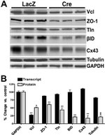 ZO-1 Antibody in Western Blot (WB)