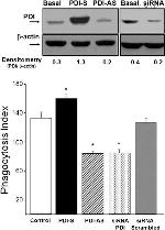 PDI Antibody in Western Blot (WB)