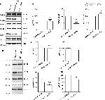 Phospho-Tau (Ser199, Ser202) Antibody in Western Blot (WB)