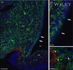 GnRH1 Antibody in Immunohistochemistry (IHC)