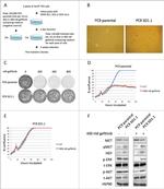 HGF Antibody in Western Blot (WB)