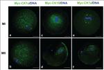 Myc Tag Antibody in Immunocytochemistry (ICC/IF)