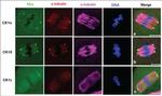 Myc Tag Antibody in Immunocytochemistry (ICC/IF)