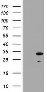 mOrange Antibody in Western Blot (WB)