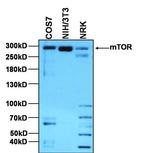 mTOR Antibody in Western Blot (WB)