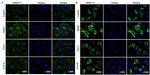 MMP13 Antibody in Immunocytochemistry (ICC/IF)