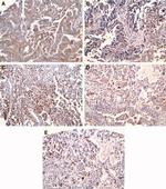 COX1 Antibody in Immunohistochemistry (IHC)