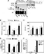 LRP5 Antibody in Western Blot (WB)