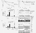 Phosphotyrosine Antibody in Western Blot (WB)