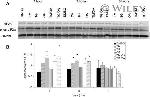 GAPDH Antibody in Western Blot (WB)