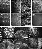 Connexin 29 Antibody in Immunohistochemistry (Frozen) (IHC (F))