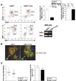 CD23 Antibody in Flow Cytometry (Flow)