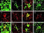 Connexin 43 Antibody in Immunohistochemistry (IHC)