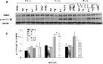 GAPDH Antibody in Western Blot (WB)