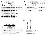 Phospho-AKT1 (Ser473) Antibody in Western Blot (WB)