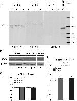 CaMKII alpha Monoclonal Antibody (6G9) (MA1-048)