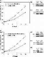 Nectin 1 Antibody in Western Blot (WB)