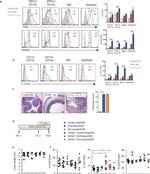 IL-1 beta (Pro-form) Antibody in Flow Cytometry (Flow)