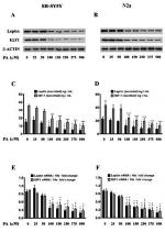 Leptin Antibody in Western Blot, ELISA (WB, ELISA)