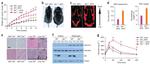 Calsequestrin Antibody in Western Blot (WB)