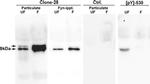 SRC Family Negative Regulatory (pY) Site Antibody in Western Blot (WB)