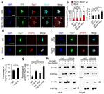 PAX7 Antibody in Immunocytochemistry (ICC/IF)