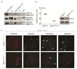 PP1 gamma Antibody in Western Blot, Immunohistochemistry, Immunoprecipitation (WB, IHC, IP)