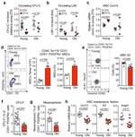 CD51 (Integrin alpha V) Antibody in Flow Cytometry (Flow)