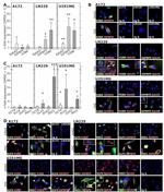 KLF4 Antibody in Immunocytochemistry (ICC/IF)