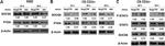 beta Actin Antibody in Western Blot (WB)