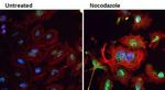 Phospho-PLK1 (Thr210) Antibody in Immunocytochemistry (ICC/IF)