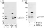 p38 MAPK Antibody in Western Blot (WB)