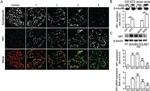 NMDAR1 Antibody in Western Blot (WB)