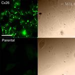 Connexin 26 Antibody in Immunocytochemistry (ICC/IF)