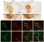 alpha Synuclein Antibody in Immunohistochemistry - Free Floating (IHC (Free))