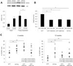 CD45 Antibody in Flow Cytometry (Flow)