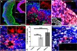 HuC/HuD Antibody in Immunocytochemistry (ICC/IF)