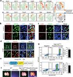 CD326 (EpCAM) Antibody in Flow Cytometry (Flow)