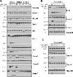 p23 Antibody in Western Blot (WB)