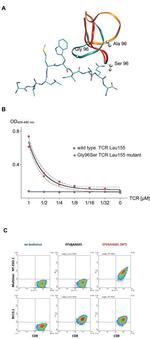 TCR V beta F1 Antibody in ELISA (ELISA)