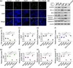 HOXC6 Antibody in Western Blot (WB)