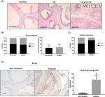 BrdU Antibody in Immunohistochemistry (IHC)