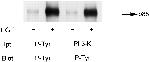 Phosphotyrosine Antibody in Western Blot, Immunoprecipitation (WB, IP)