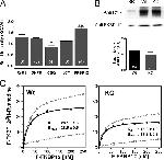 Triadin Antibody in Western Blot (WB)