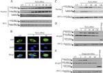 GFP Antibody in Western Blot (WB)