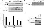 GFP Antibody in Western Blot (WB)