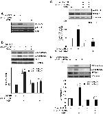 NFATC1 Antibody in Western Blot (WB)